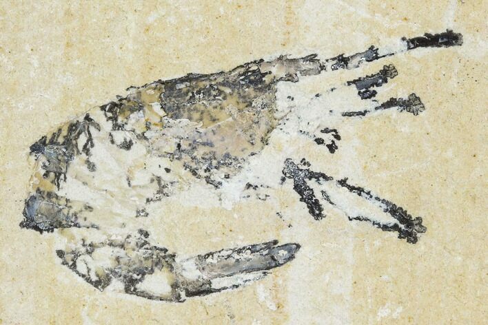 Cretaceous Fossil Shrimp - Lebanon #107459